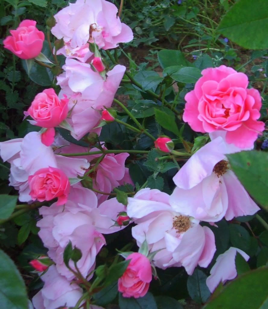 'Mondiale'  Tea Rose